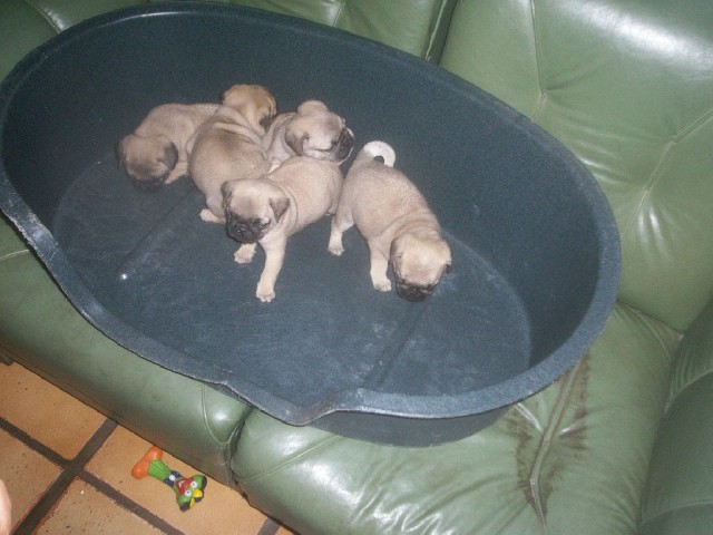 Foto 1 - pug,west,bosto, buldog frances